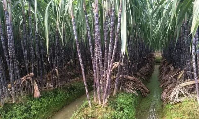 种植甘蔗遇到的问题,掌握种植技术也是一门学问
