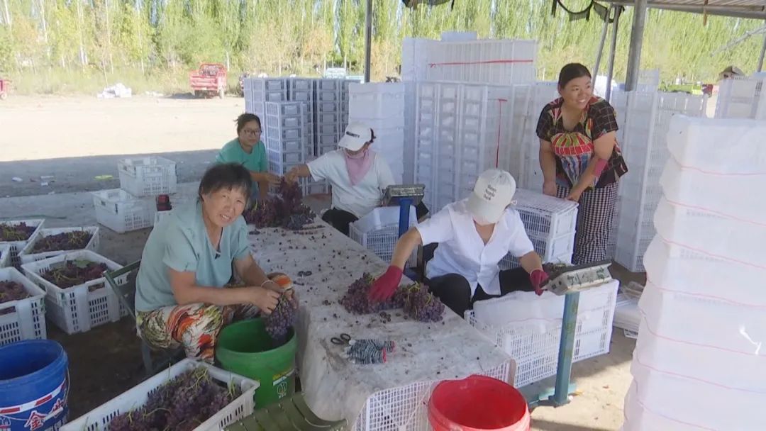 凤凰桥树莓采摘,春天到树莓采摘