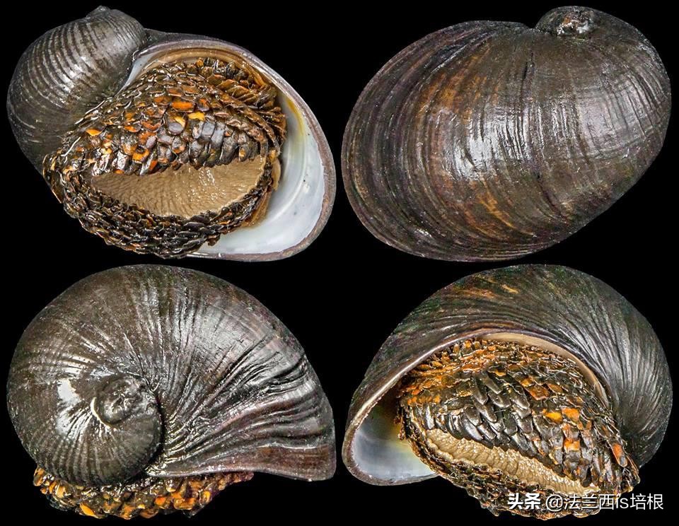 不吃饭的甲壳虫,深海蜗牛怎么吃