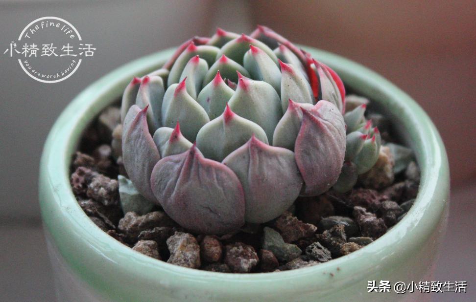 多肉浇水后还是皱巴巴的,多肉叶片发皱浇水后多久才会恢复