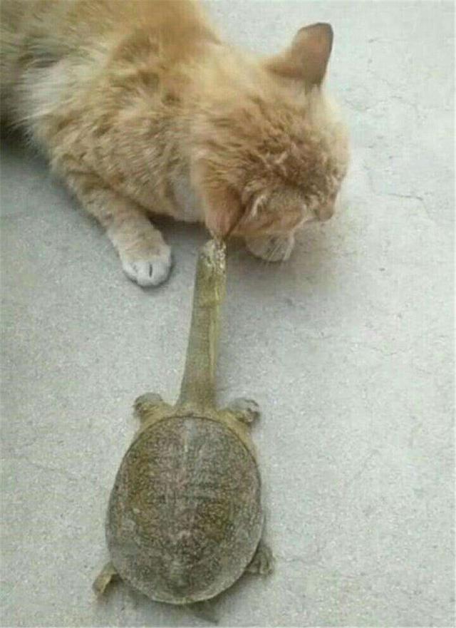 养鱼混养注意事项大全图解,新手养鱼混养推荐