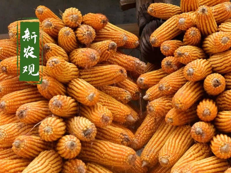 玉米春节后会不会降价,今日全国玉米涨价还是降价