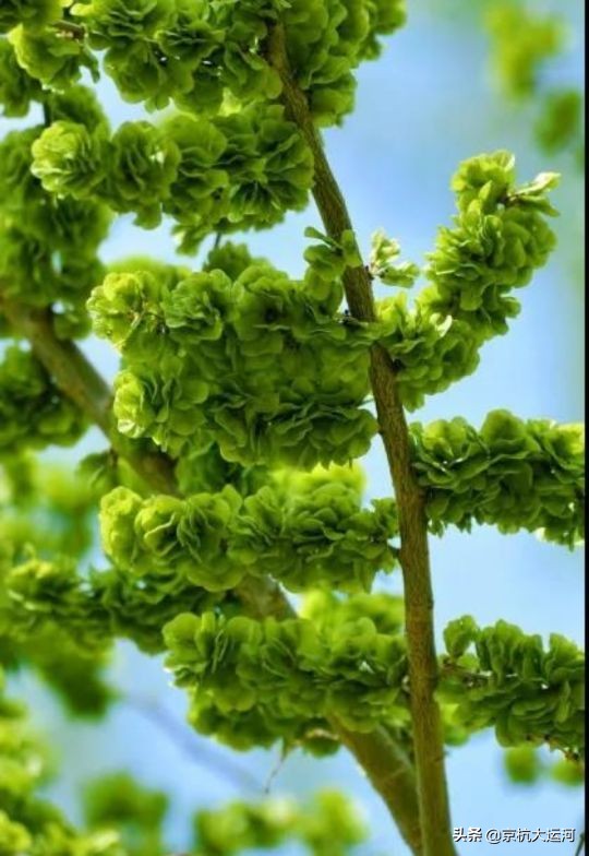 大名县最有特色小吃,大名县传统美食