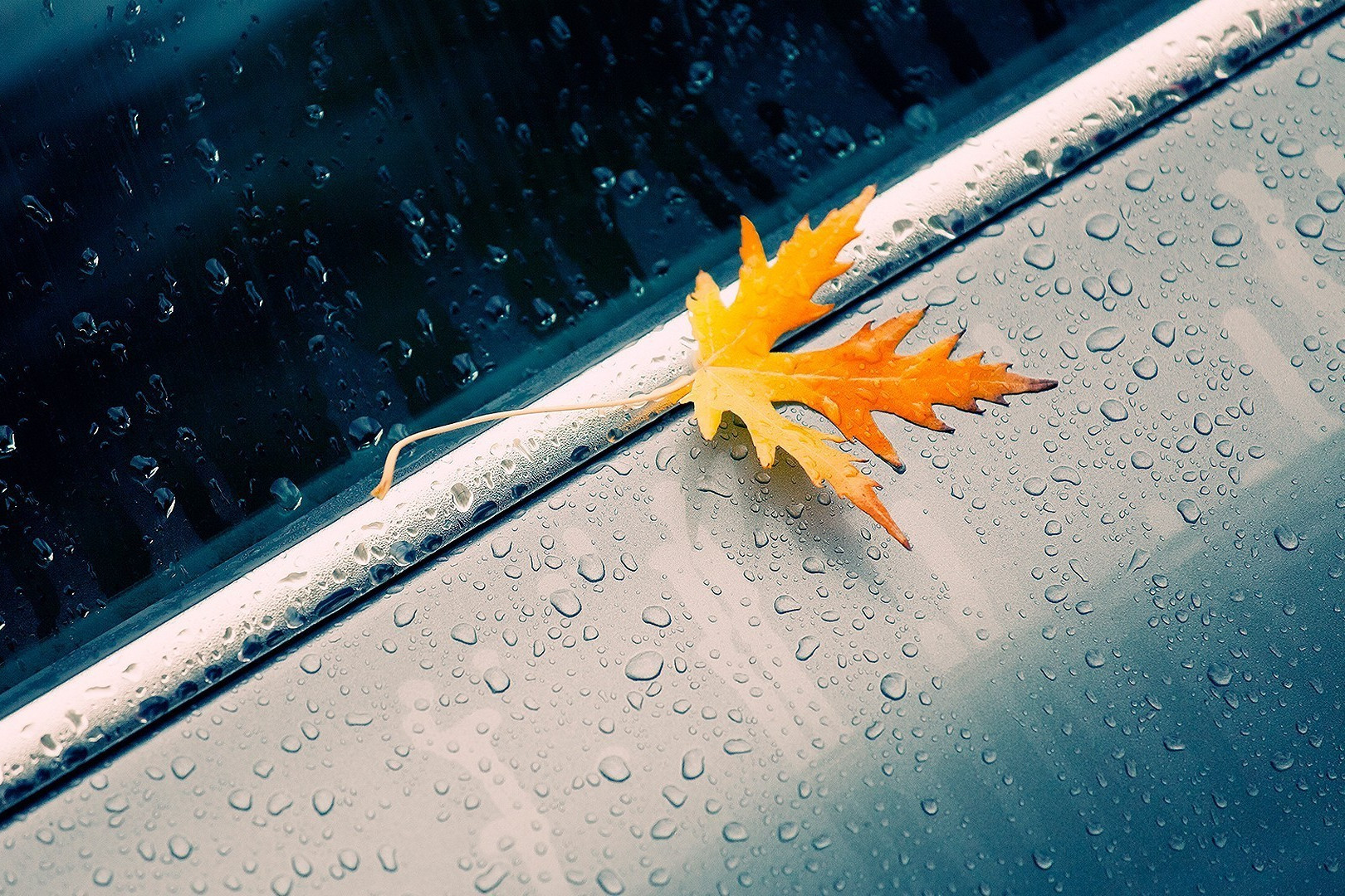 深度解析狮子座性格特点,一句话总结狮子座性格