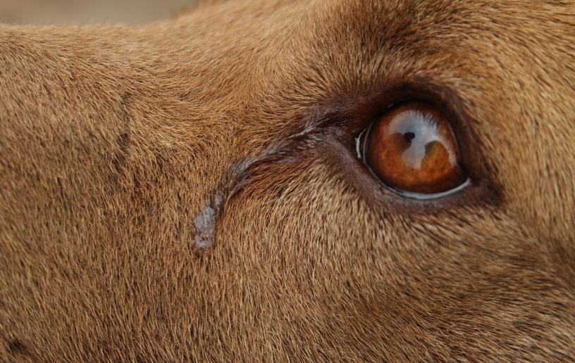 马犬淌眼屎,马犬眼发红有眼屎怎么治