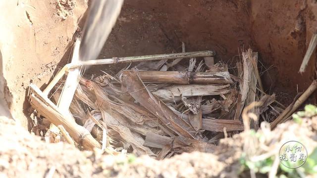 葡萄苗木怎么栽培,葡萄苗木种植技术