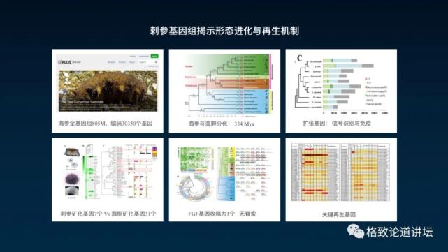 除了能提高人体免疫力，这个“肥宅”还是海底清道夫