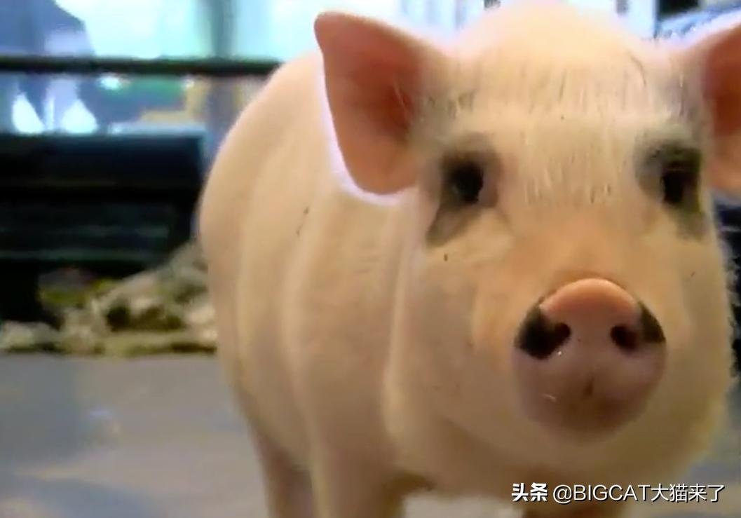 4头小猪将成为狮子晚餐，却因长得太可爱被人救下，一生从此改变