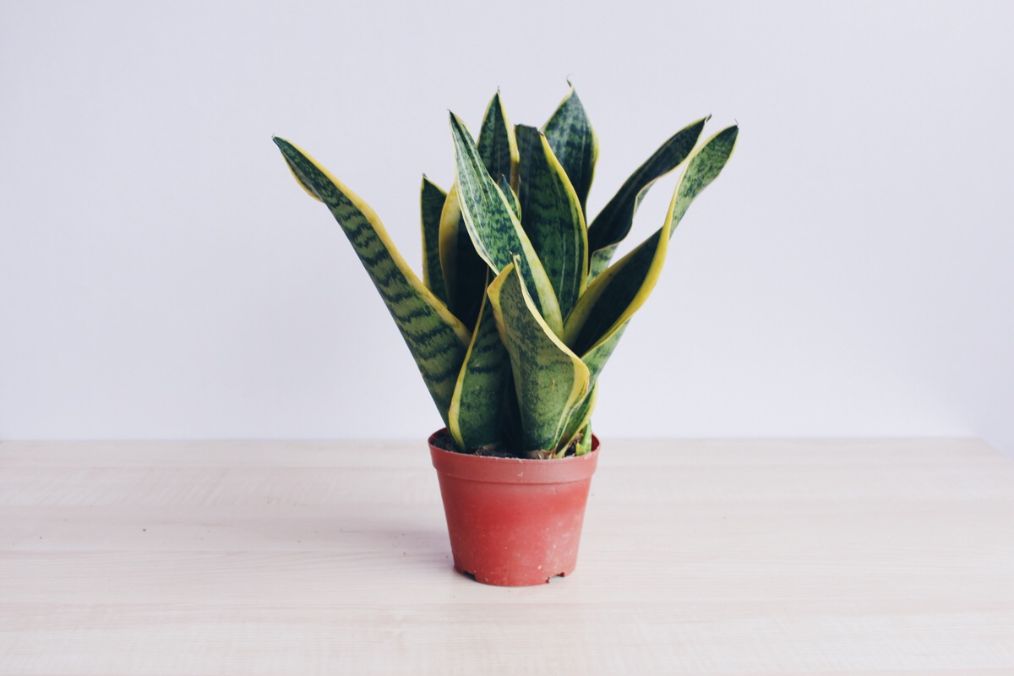 如何养好虎皮兰,怎样养好虎皮兰