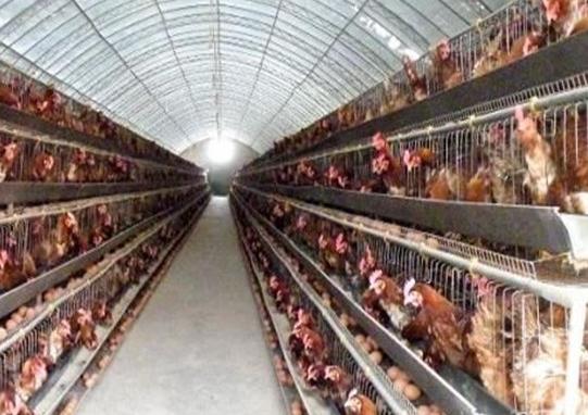 鸡中暑的症状及治疗方法视频,中暑感冒的症状及治疗方法