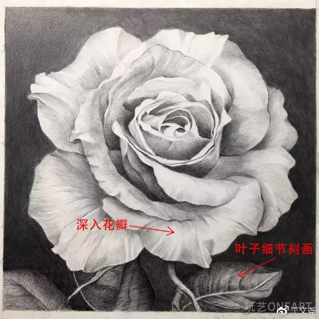 素描教程简单8-12岁玫瑰花,玫瑰素描怎么画