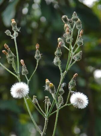 苦菜养胃护胃,苦菜虽苦但开花是香的