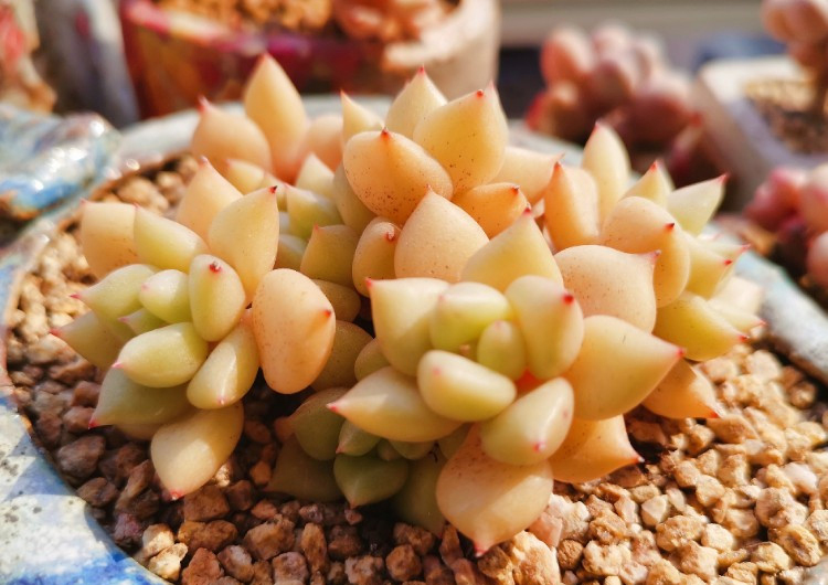 养多肉注意事项,养多肉的感悟熬过冬季