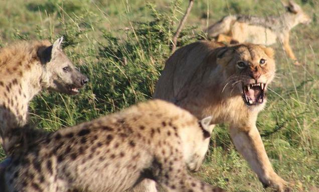 狮子发现一只小鬣狗,小鬣狗被带出洞穴