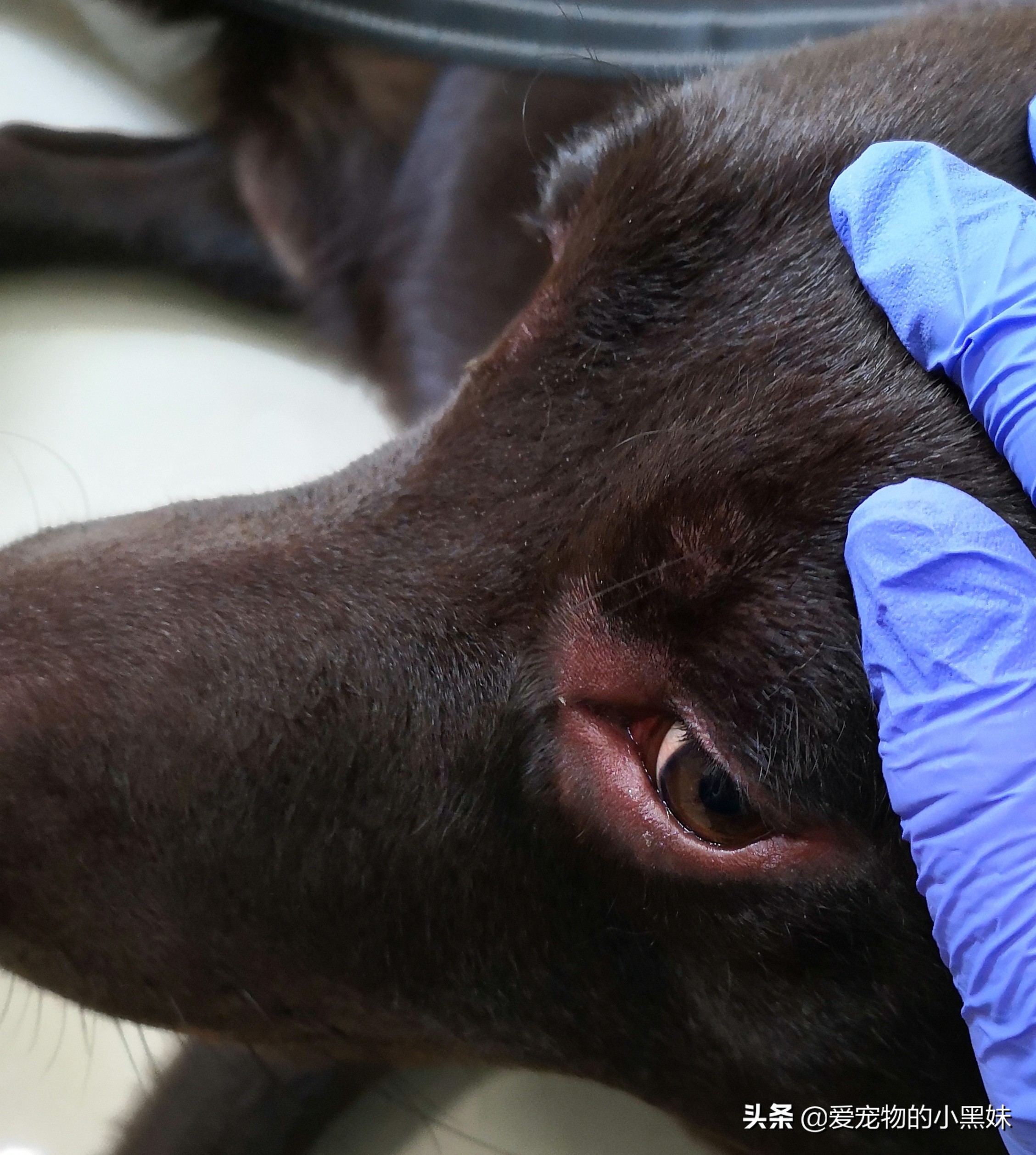 犬*麻疹荨**和血管性水肿是啥？狗狗为什么脸肿？这其实是过敏反应