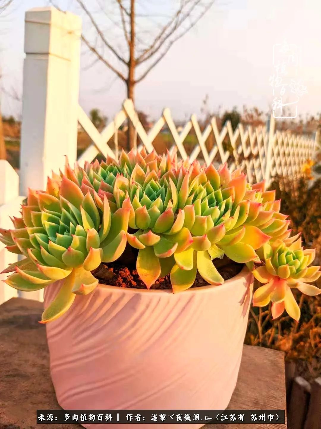 围观多肉版武林大会，一起穿越吧,下