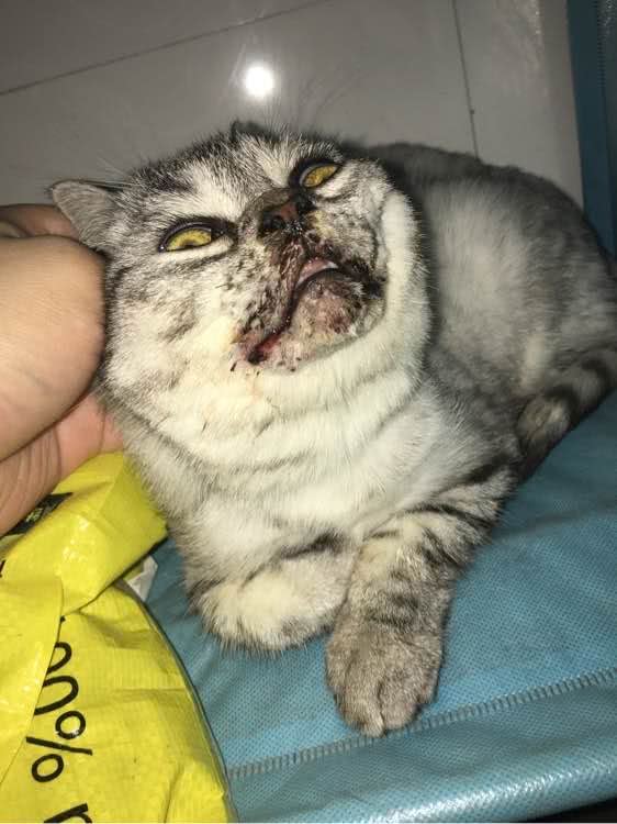 猫咪咬臭屁虫,猫咪咬人被铲屎官教育