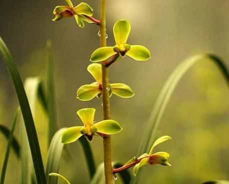 乾隆时，江苏医师无意发现了一兰花，兰友们称其为：赤惠梅瓣之王