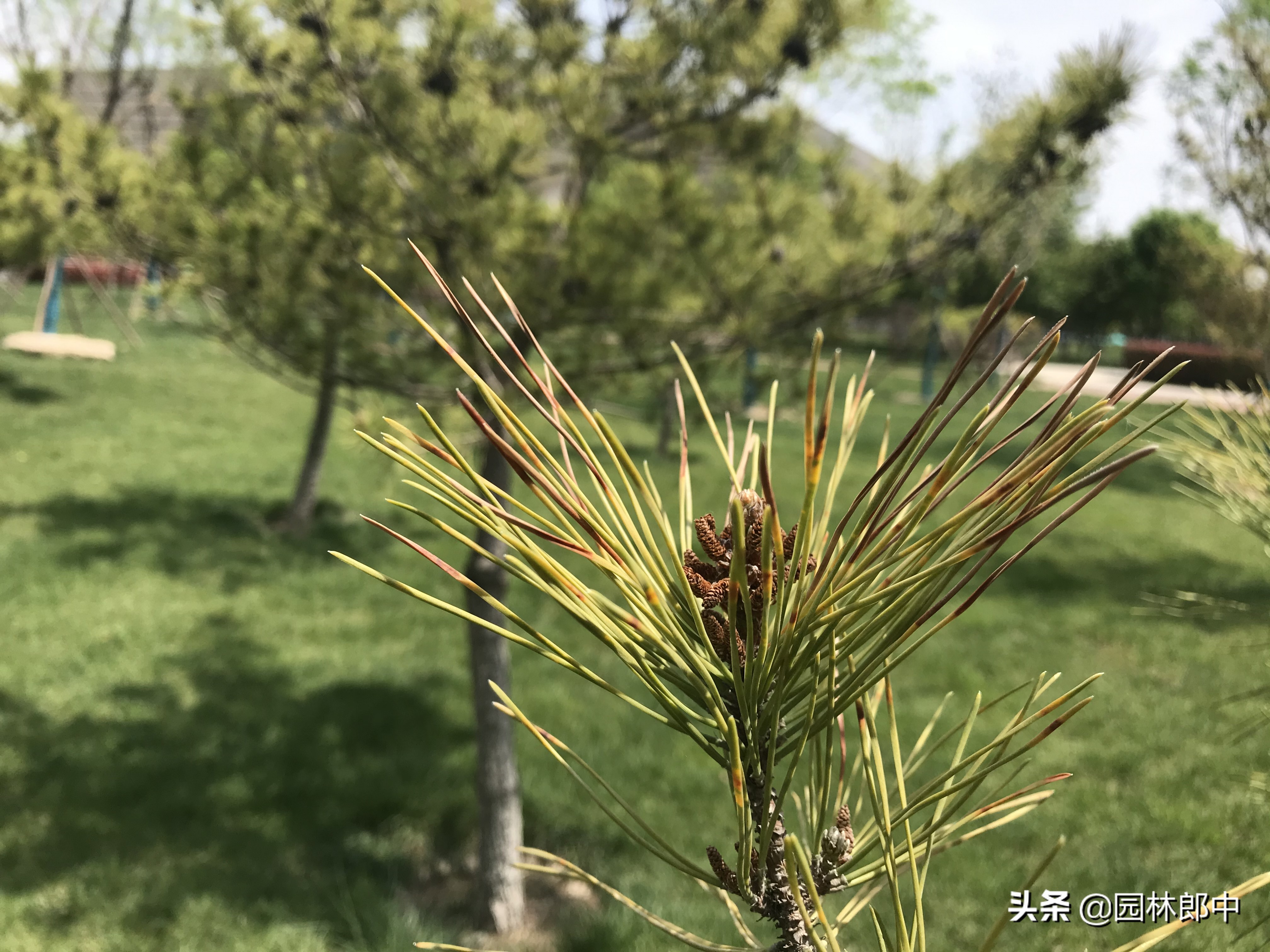 松树叶子干枯是怎么回事,松树的松针发黄是什么原因