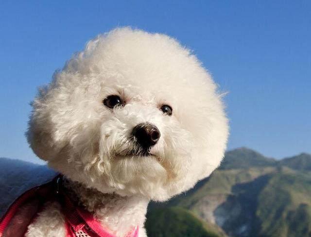 训练比熊用什么东西做奖励,训练比熊狗狗全部技能