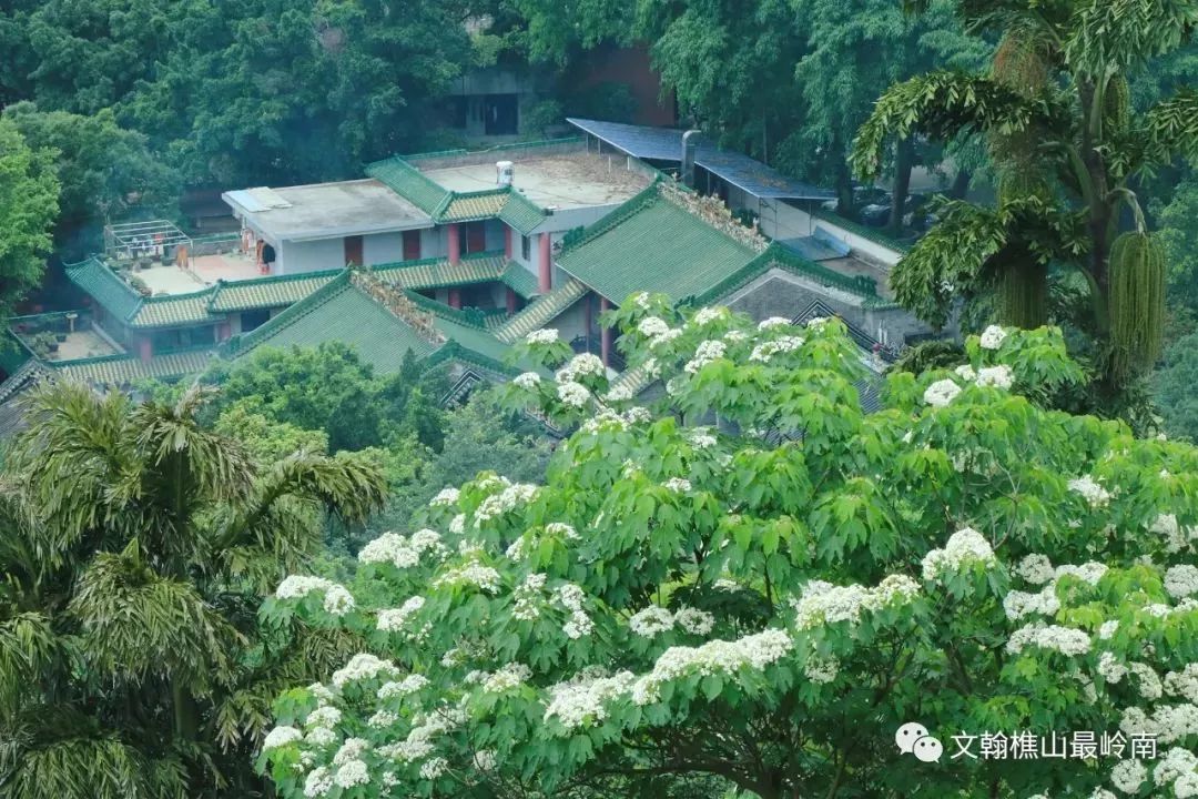 南海惊现“四月雪花”，漫山遍野桐油花开，美呆了！