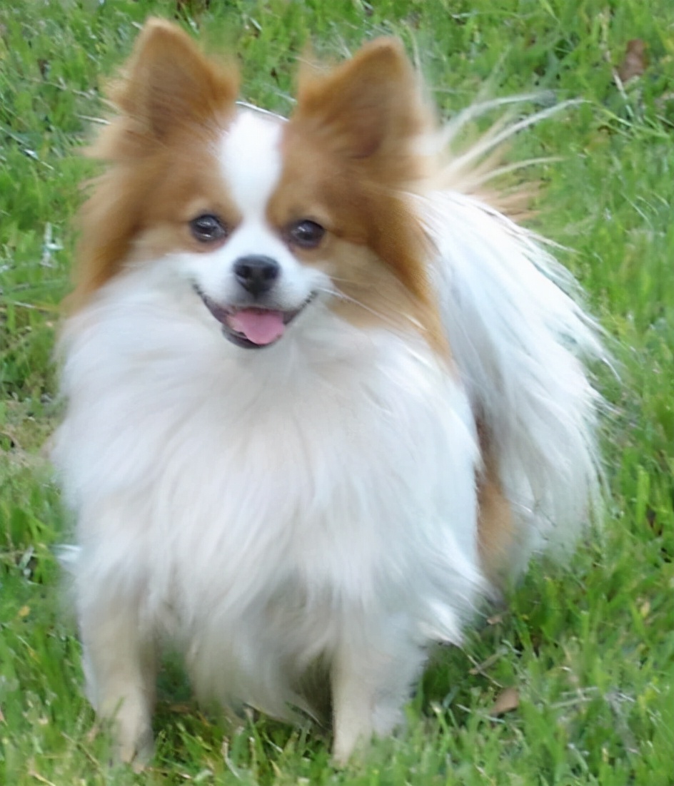 狗狗买什么品种最合适,怎么给狗狗选择宠物狗品种