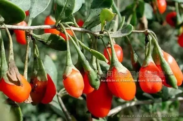 了解中药地骨皮的日常用途,骨皮和地骨皮是一味中药吗