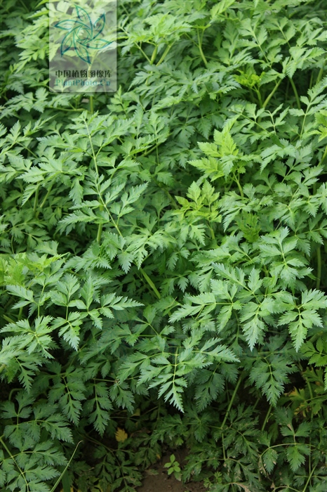 藁本神农本草经,神农本草经葛根原文