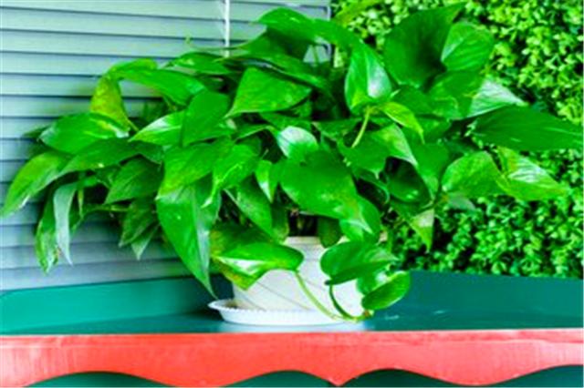 土培绿萝烂根可以直接浇多菌灵吗,绿萝这样养超级简单叶不黄根不烂