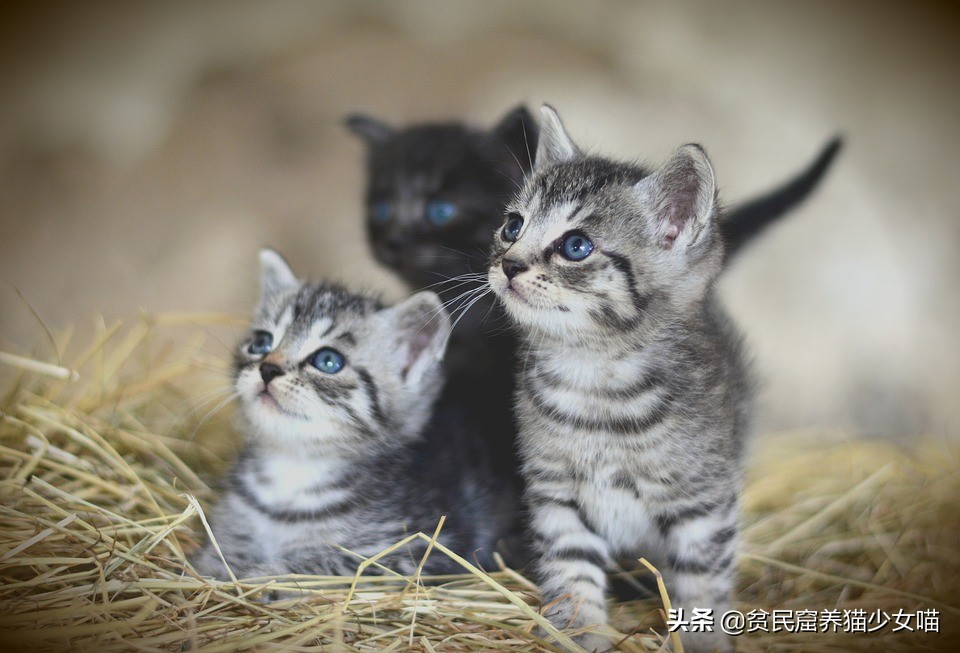 辟谣宠物猫,辟谣猫咪真的会记仇吗