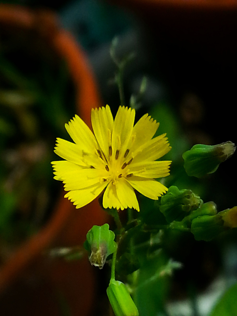20种常见花草黑名单,40种常见花草