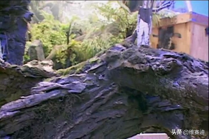 金刚电影各种怪兽排名,金刚骷髅岛大战怪兽电影