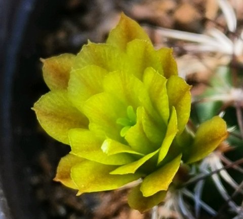 101个仙人球品种,101种仙人球开花图片