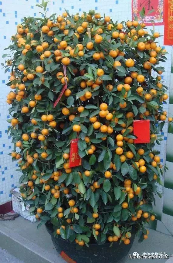 五行缺金养什么花,什么花风水命理最旺人养