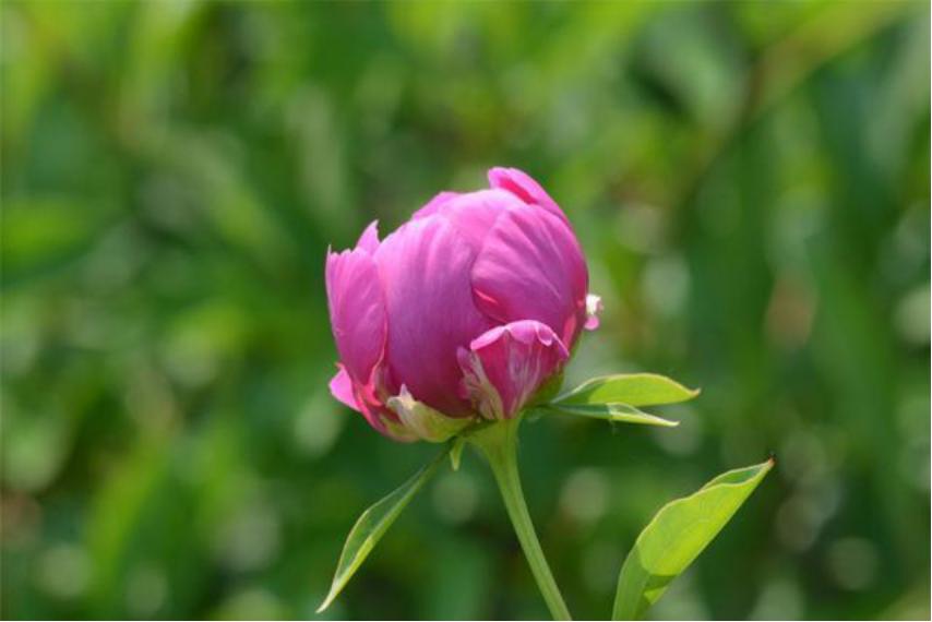 芍药花如何养殖和管理视频,芍药花栽培与养殖视频教学下载