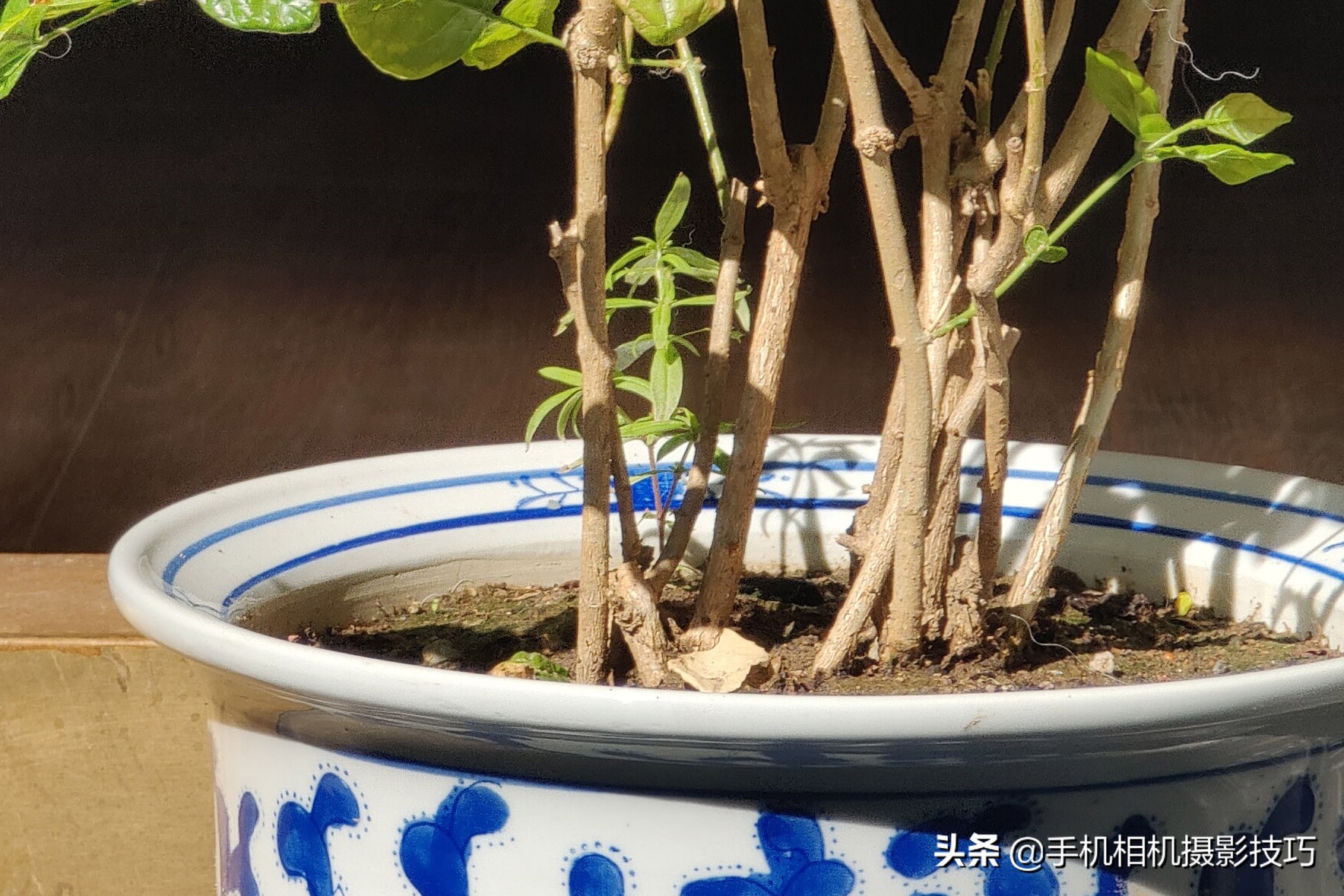 vivoX70Pro+是摄影新机皇？用完它那拉胯的长焦，我沉默了