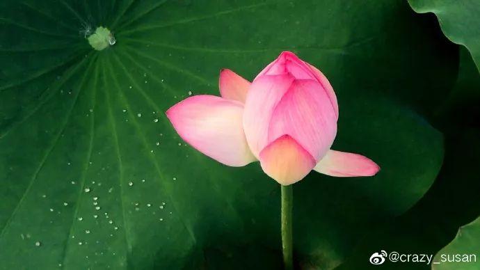 广州有荷花的地方,广州周边的荷花景点推荐