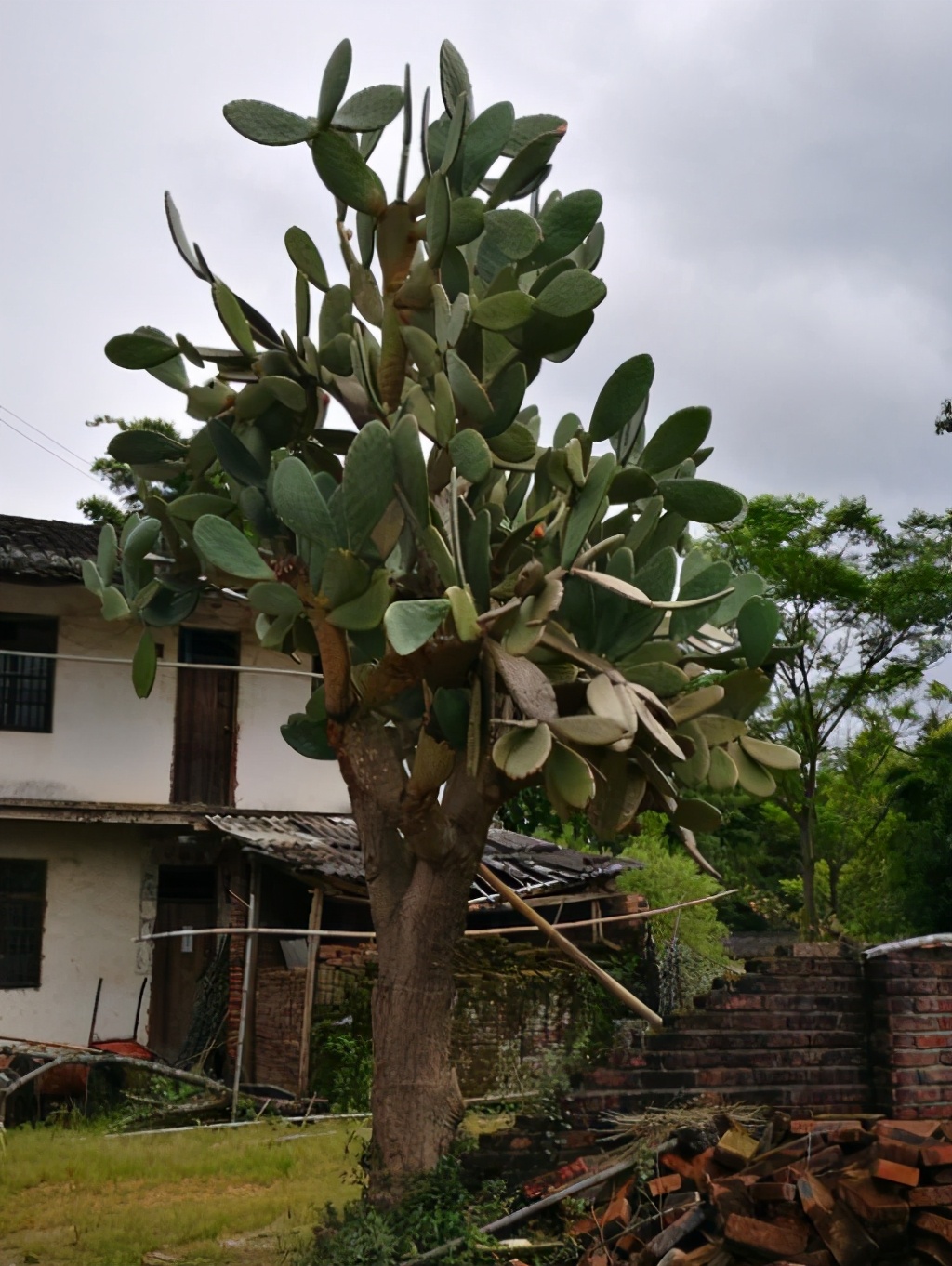 仙人掌养了20多年,最丰产的仙人掌