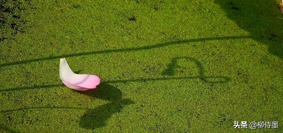 荷花怎么拍出高级感的照片航拍,荷花怎么拍出高级感的照片