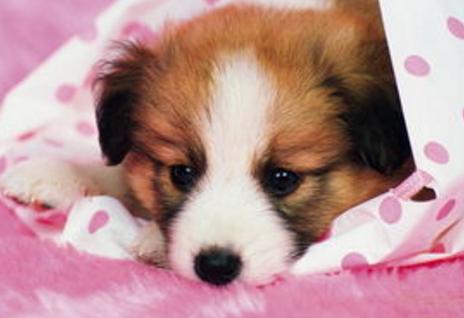 狗软骨病怎么治疗最好,狗得了软骨病有什么症状