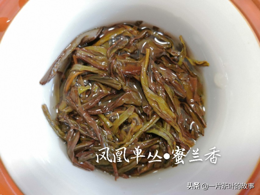 岭头单枞与凤凰单枞区别,大红袍和凤凰单枞的区别