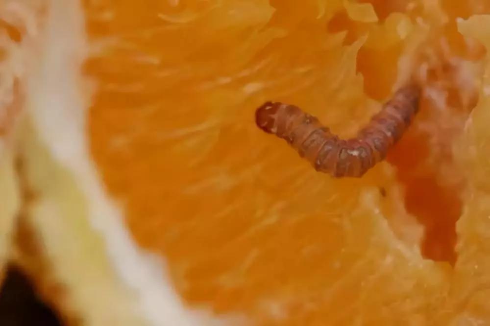 柑橘12月有什么病害虫害,柑橘全年病害虫害最新防治方法