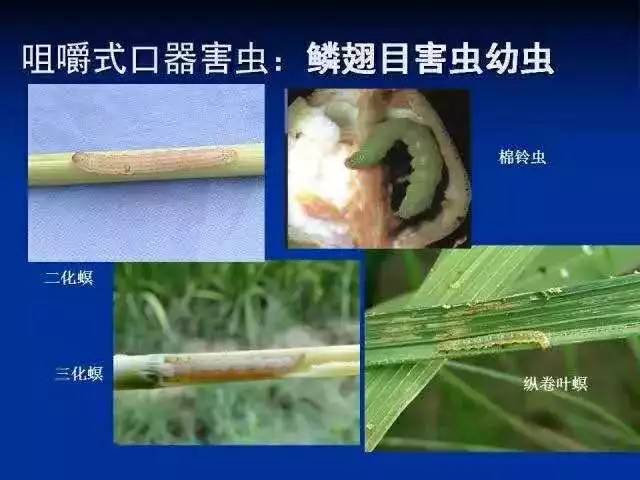虫害最新用药,专治虫害的20个小妙招