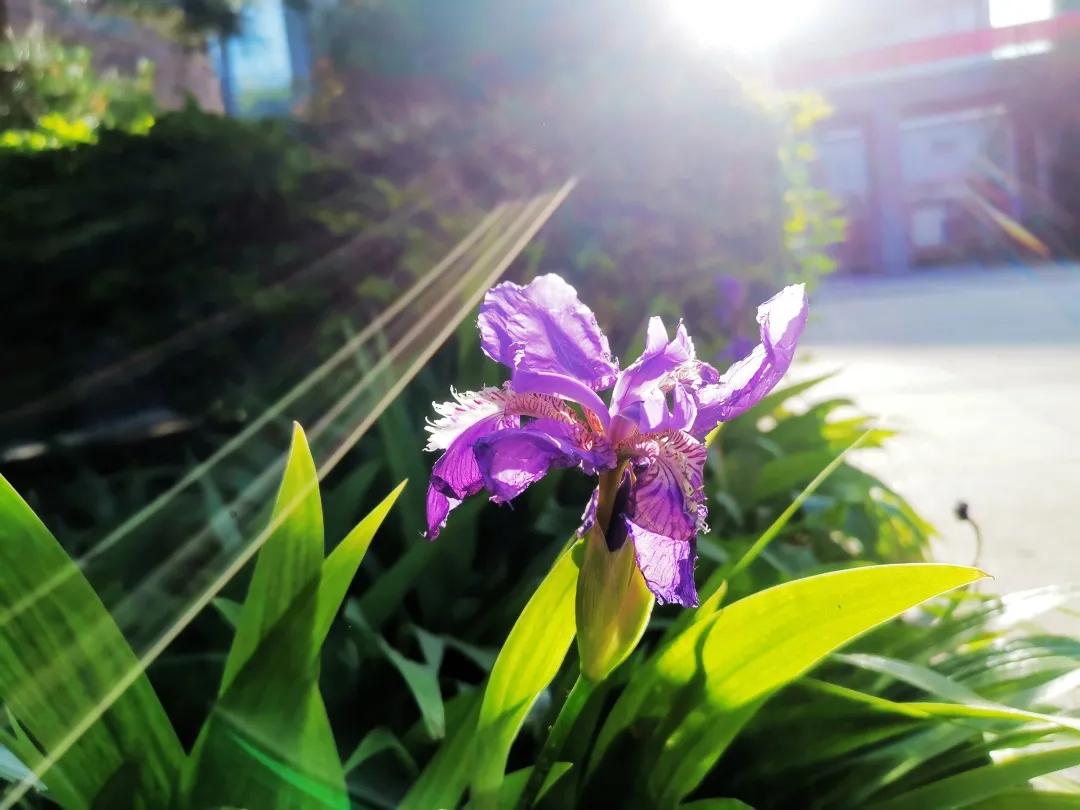 石家庄二中南校区怎么样,石家庄二中怎么样好不好