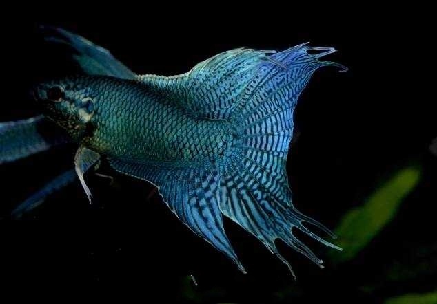 中国斗鱼有几种原生颜色,有三条黑线的泰国原生斗鱼