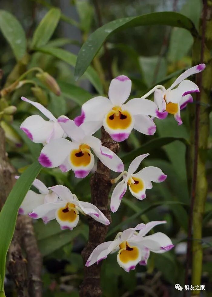 石斛兰叶子黑尖,石斛兰的茎杆子黄了怎么办