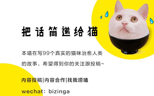 当小猫咪遇上大型犬,当小猫咪遇到大狗狗真是太温馨了