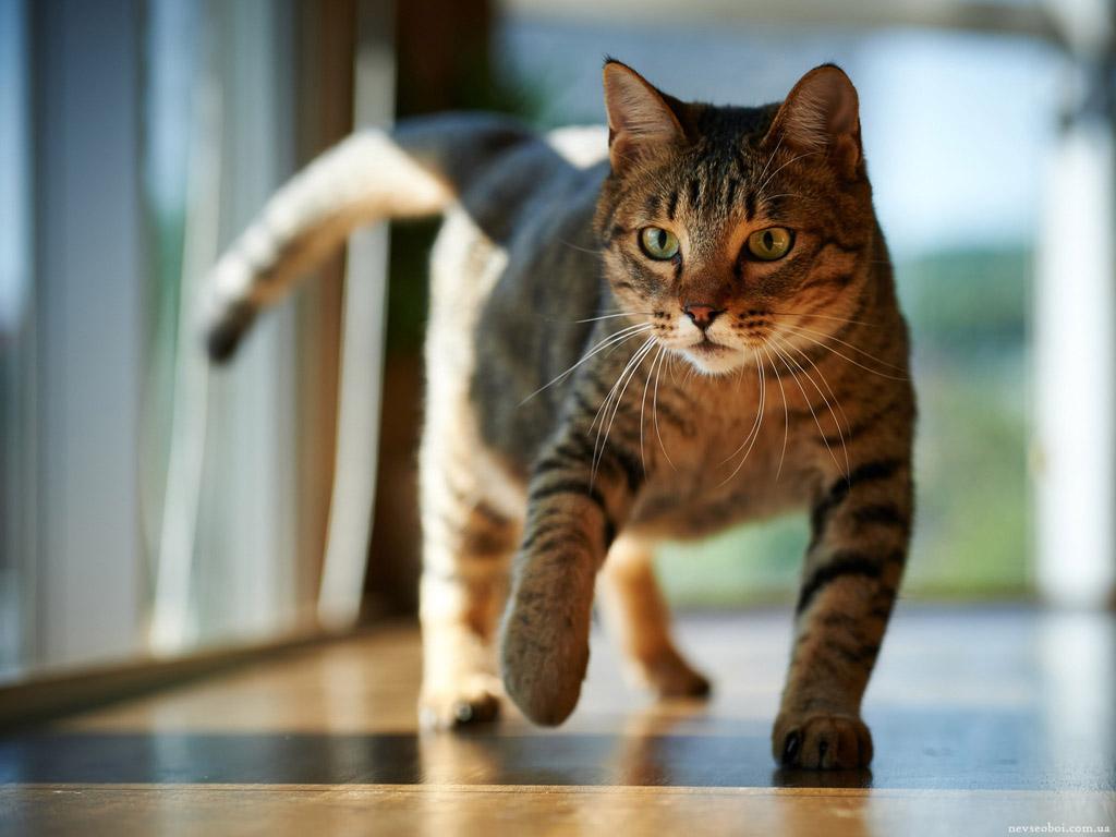 猫咪突然四肢不协调一条腿瘸了,猫咪四肢突然发直然后软