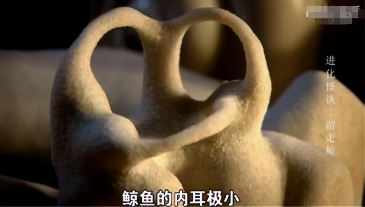 鲸不是鱼为何还被称为鲸鱼,鲸从陆地到海的进化史