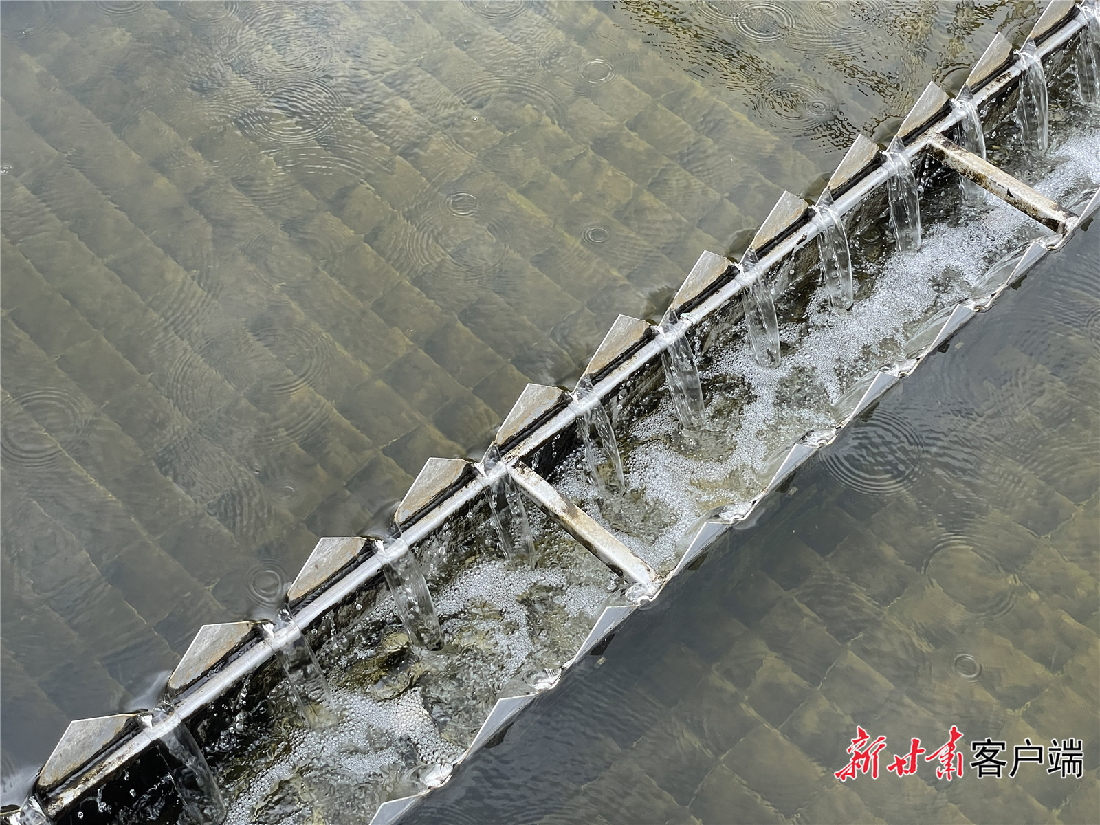「2021生态环保行」啥?排放水质能养鱼是!这家污水处理厂很傲娇